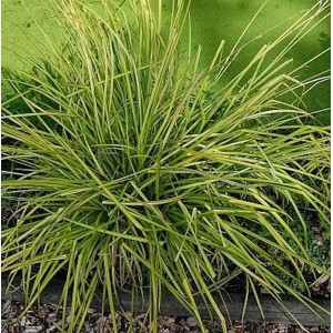 Steife Segge 'Bowles Golden' (Carex elata) mit gelb-grünen Blättern im Garten.