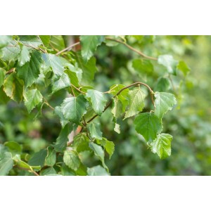 Nahaufnahme der grünen Blätter einer Betula Pendula Fastigiata Hängebirke.