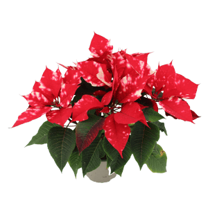 Weihnachtsstern Fantasy Star orange-weiß im Topf, Blüten mit weißer Sprenkelung.