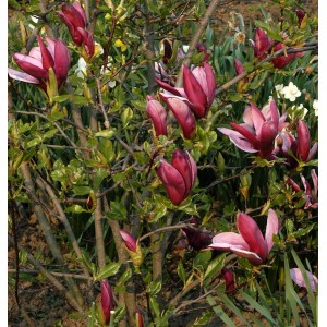 Purpur Magnolie (Magnolia liliiflora) mit purpurroten Blütenknospen im Garten.
