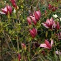Purpur Magnolie (Magnolia liliiflora) mit purpurroten Blütenknospen im Garten.