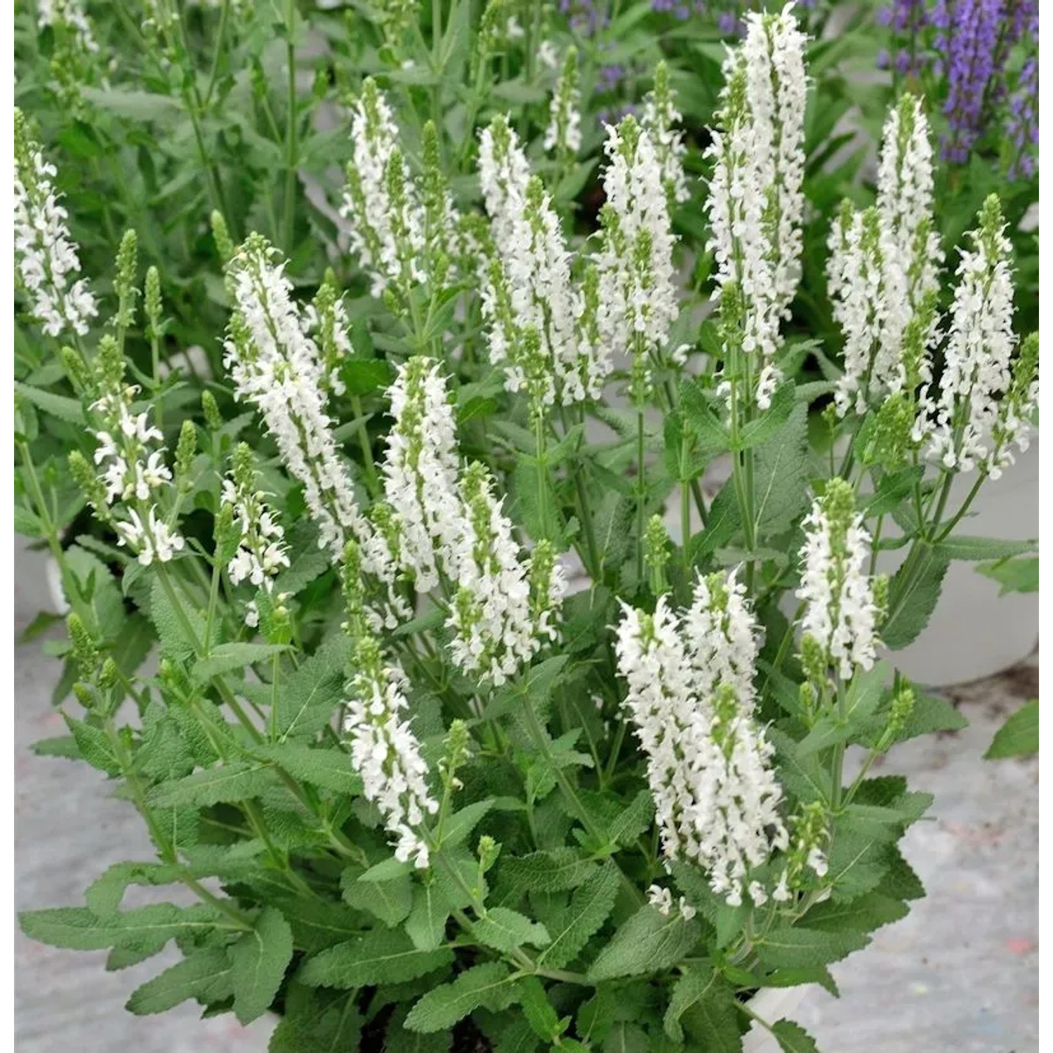 Salbei Sensation Compact White - Salvia nemorosa