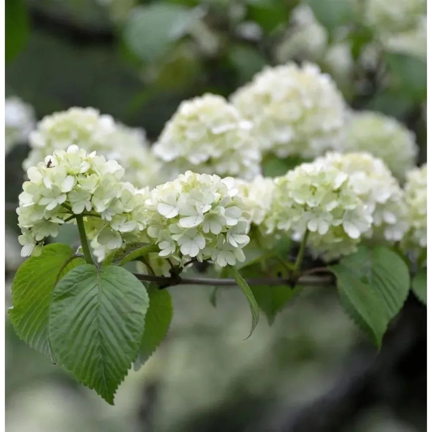 Japanischer Schneeball Rotundifolium 80-100cm - Viburnum plicatum