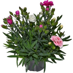 OBI Garten-Nelke Trio im Topf, ca. 13 cm, mit rosa, pinken und weißen Blüten.