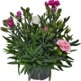 OBI Garten-Nelke Trio im Topf, ca. 13 cm, mit rosa, pinken und weißen Blüten.