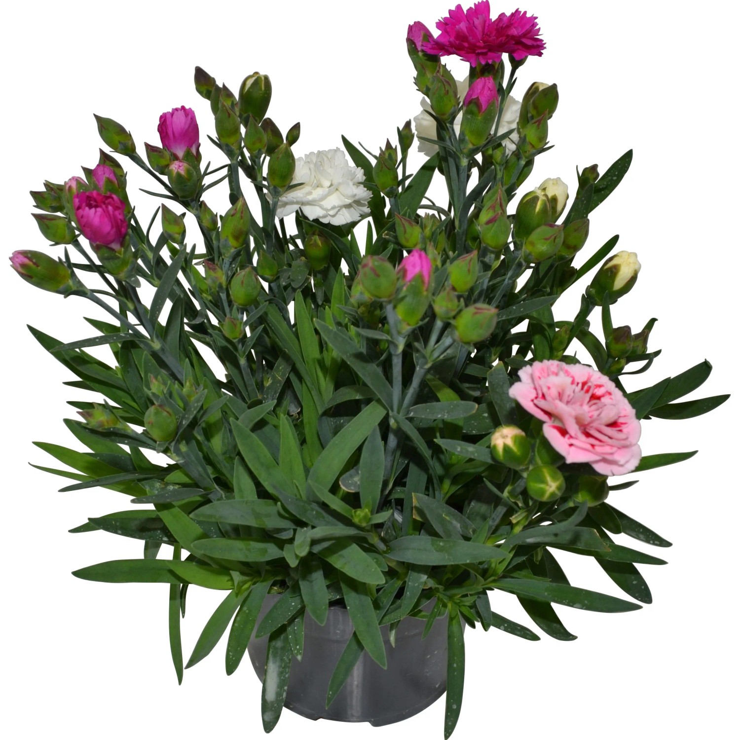 OBI Garten-Nelke Trio im Topf, ca. 13 cm, mit rosa, pinken und weißen Blüten.