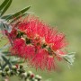 Nahaufnahme einer roten Zylinderputzer-Blüte (Callistemon) der Marke GROW by OBI.