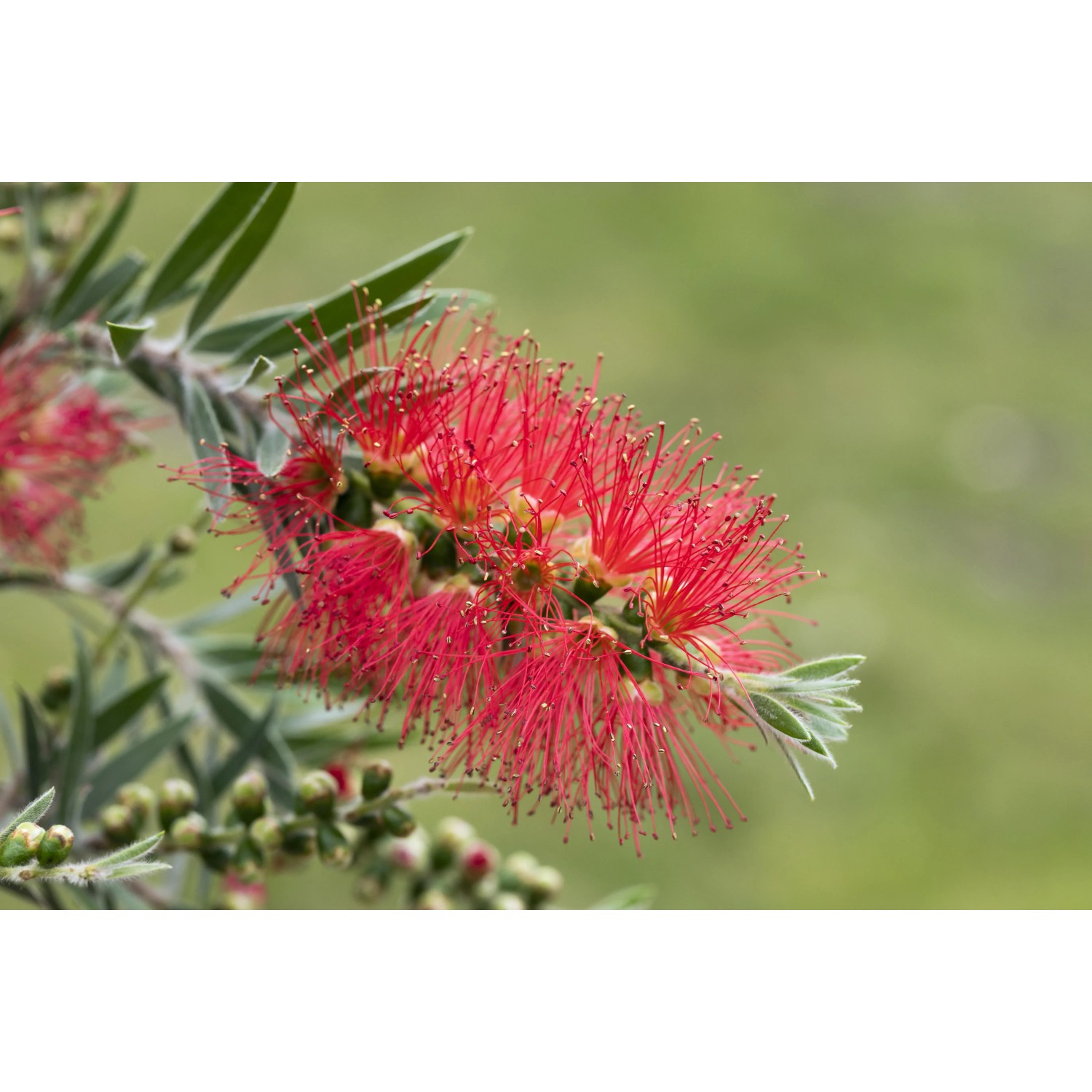 Nahaufnahme einer roten Zylinderputzer-Blüte (Callistemon) der Marke GROW by OBI.