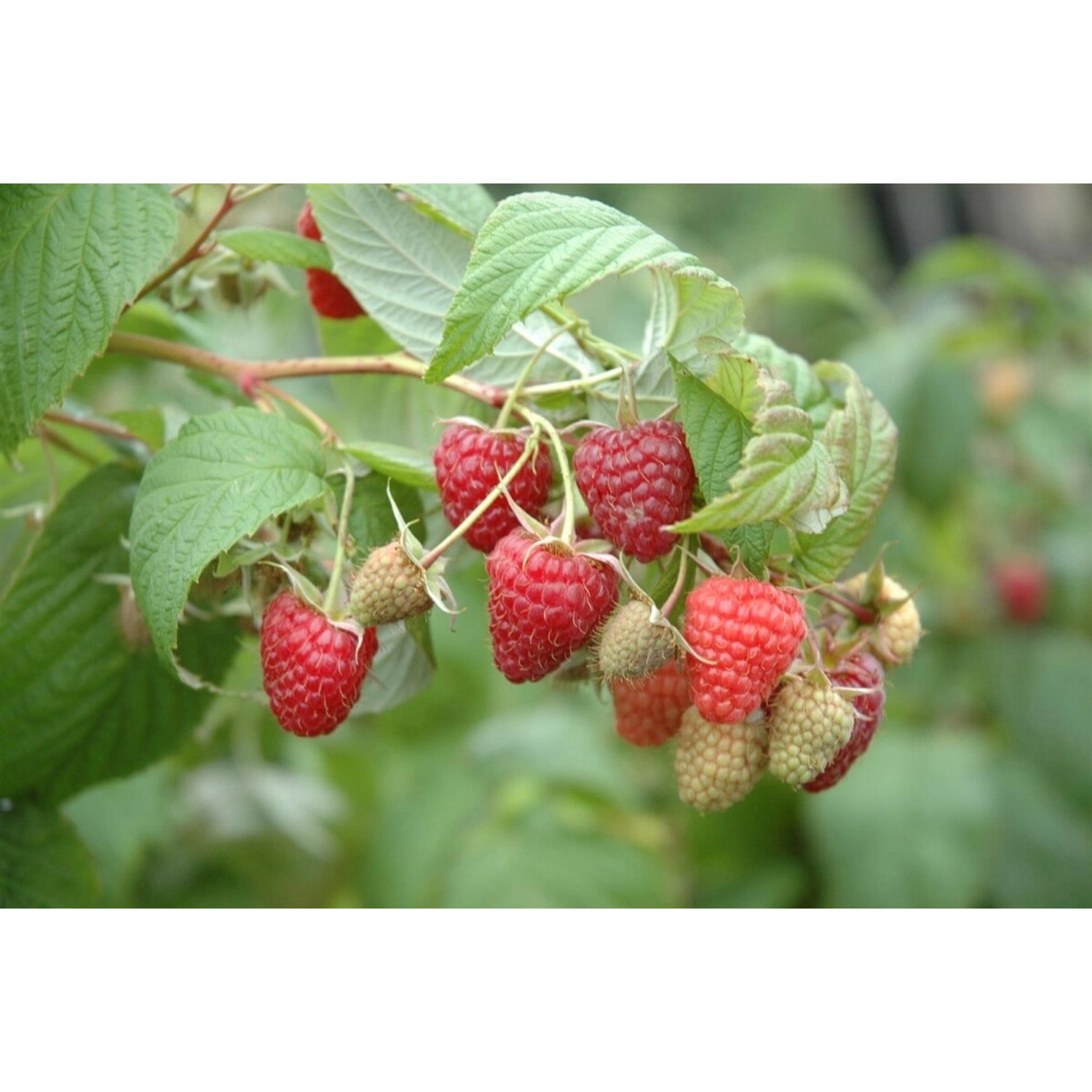 Rubus Idaeus Polka -S- Himbeere Ertragreich 40–60 Cm günstig online kaufen