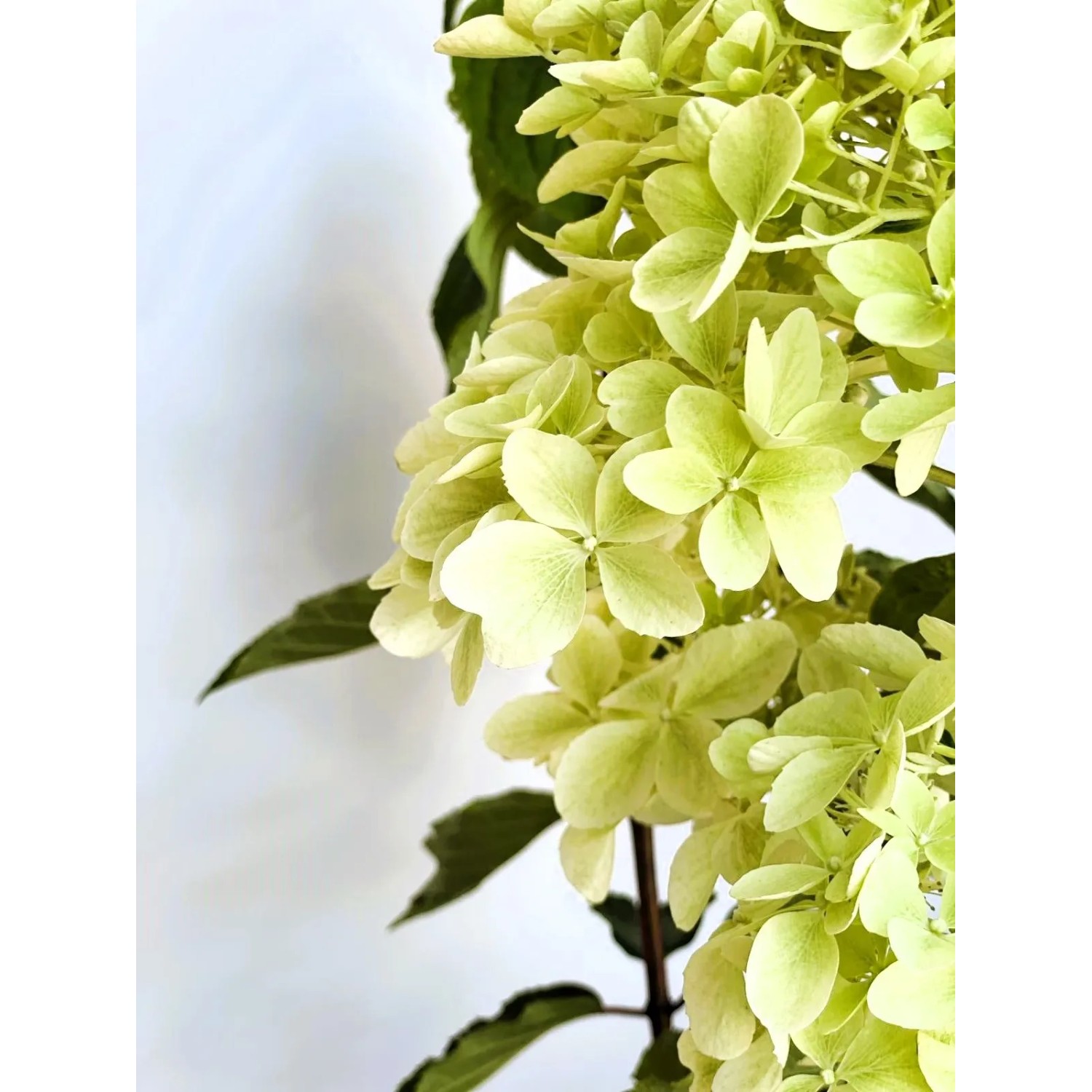 Baumfink Rispenhortensie Phantom als Topfpflanze 60-80cm_4