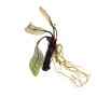 Dennerle Aponogeton Madagascariensis Aquariumpflanze mit Knolle und filigranen Blättern.