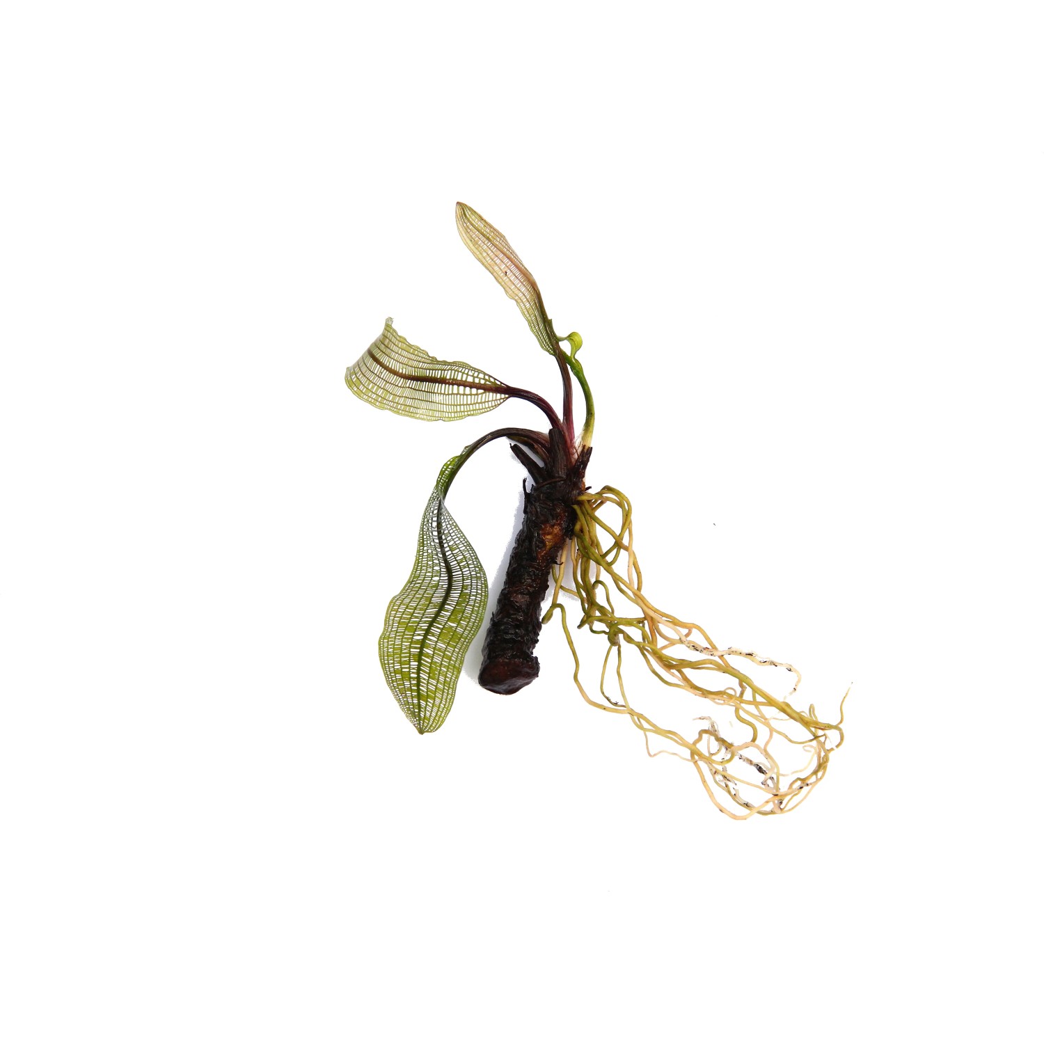 Dennerle Aponogeton Madagascariensis Aquariumpflanze mit Knolle und filigranen Blättern.