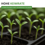 Junge grüne Stabtomaten Tamina Keimlinge in Anzuchtschale. Hohe Keimrate für kräftige Gemüsepflanzen.