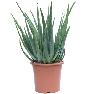Echte Aloe Vera Pflanze im Topf, ca. 20-30 cm hoch. Kübelpflanze für sonnige Standorte.