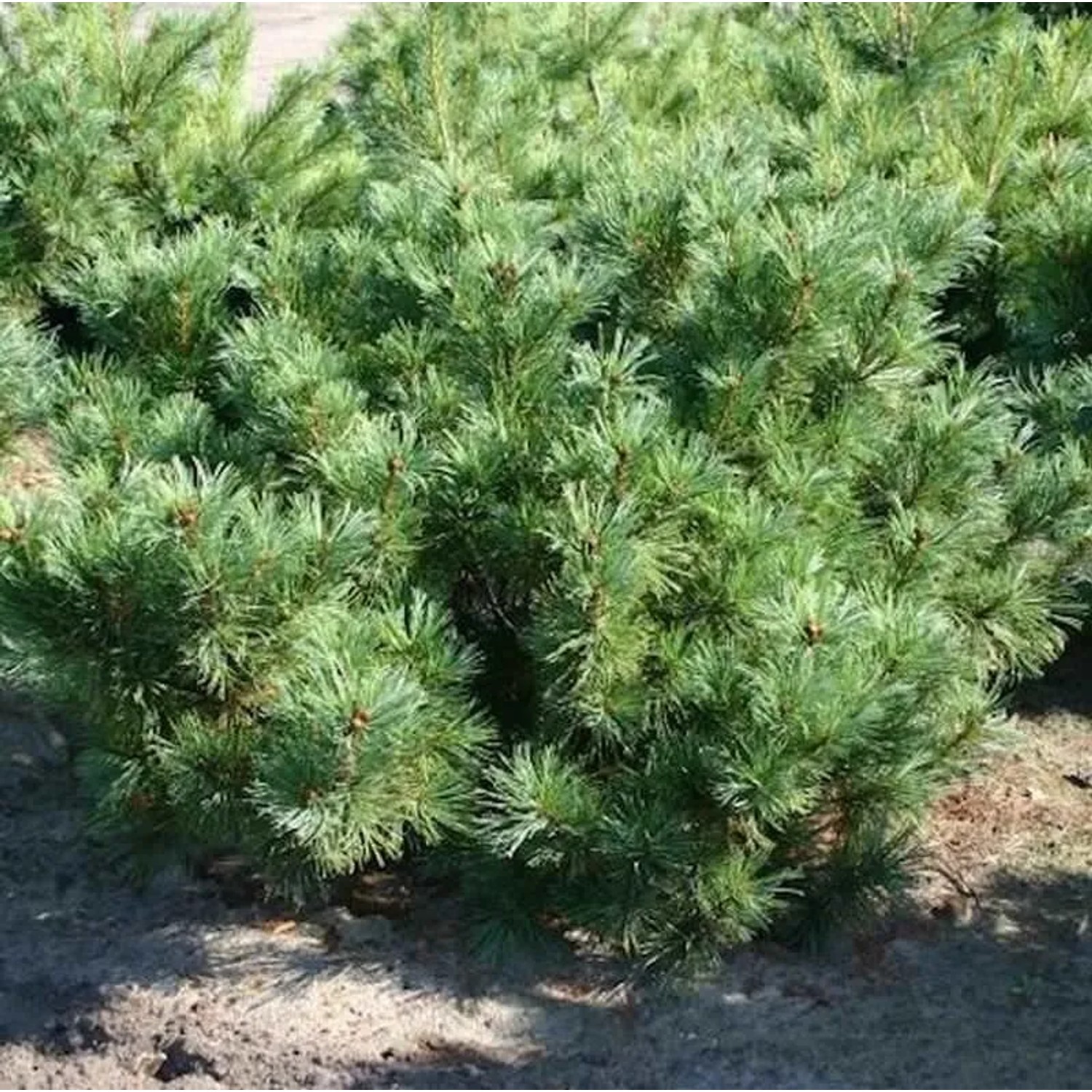 Zwergzirbelkiefer 30-40cm - Pinus cembra
