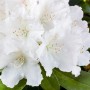 Nahaufnahme des Rhododendron Yak. Schneekrone mit weißen Blüten und grünen Blättern.
