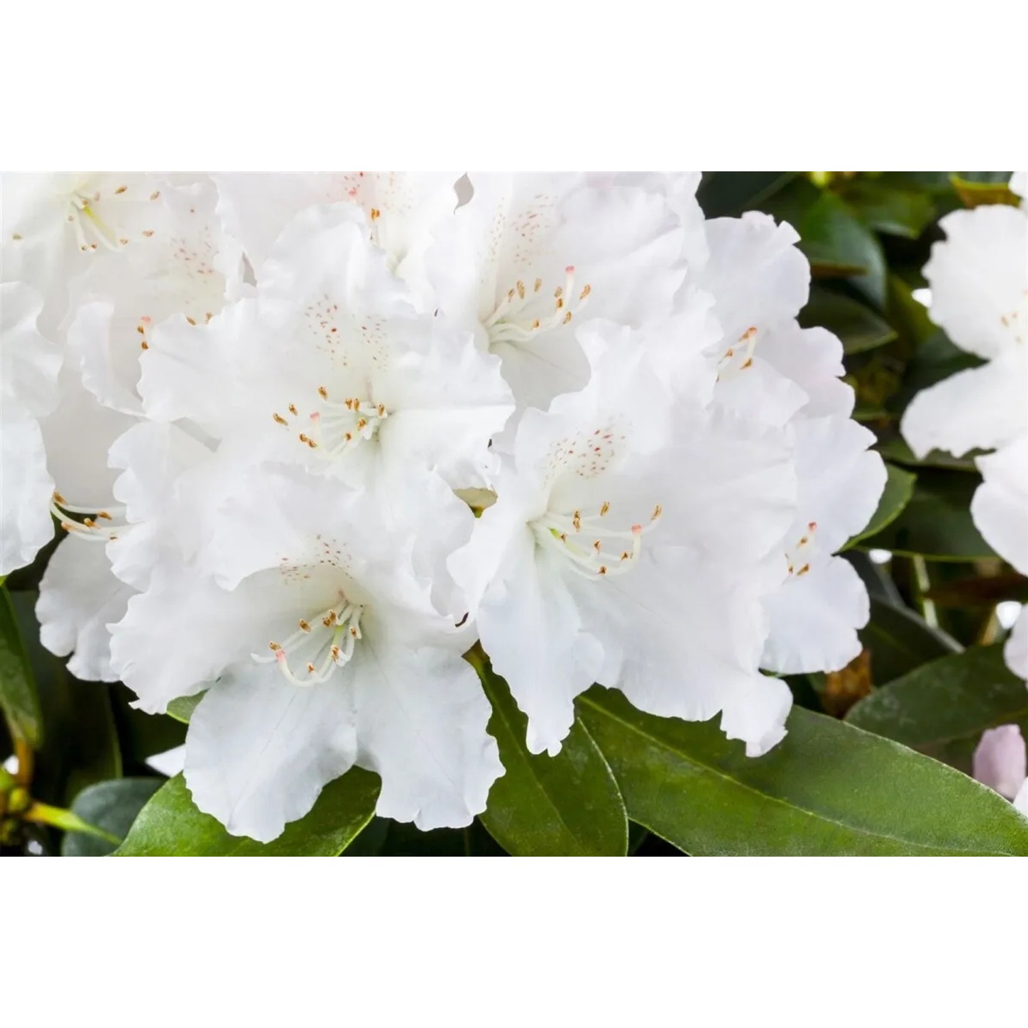 Nahaufnahme des Rhododendron Yak. Schneekrone mit weißen Blüten und grünen Blättern.