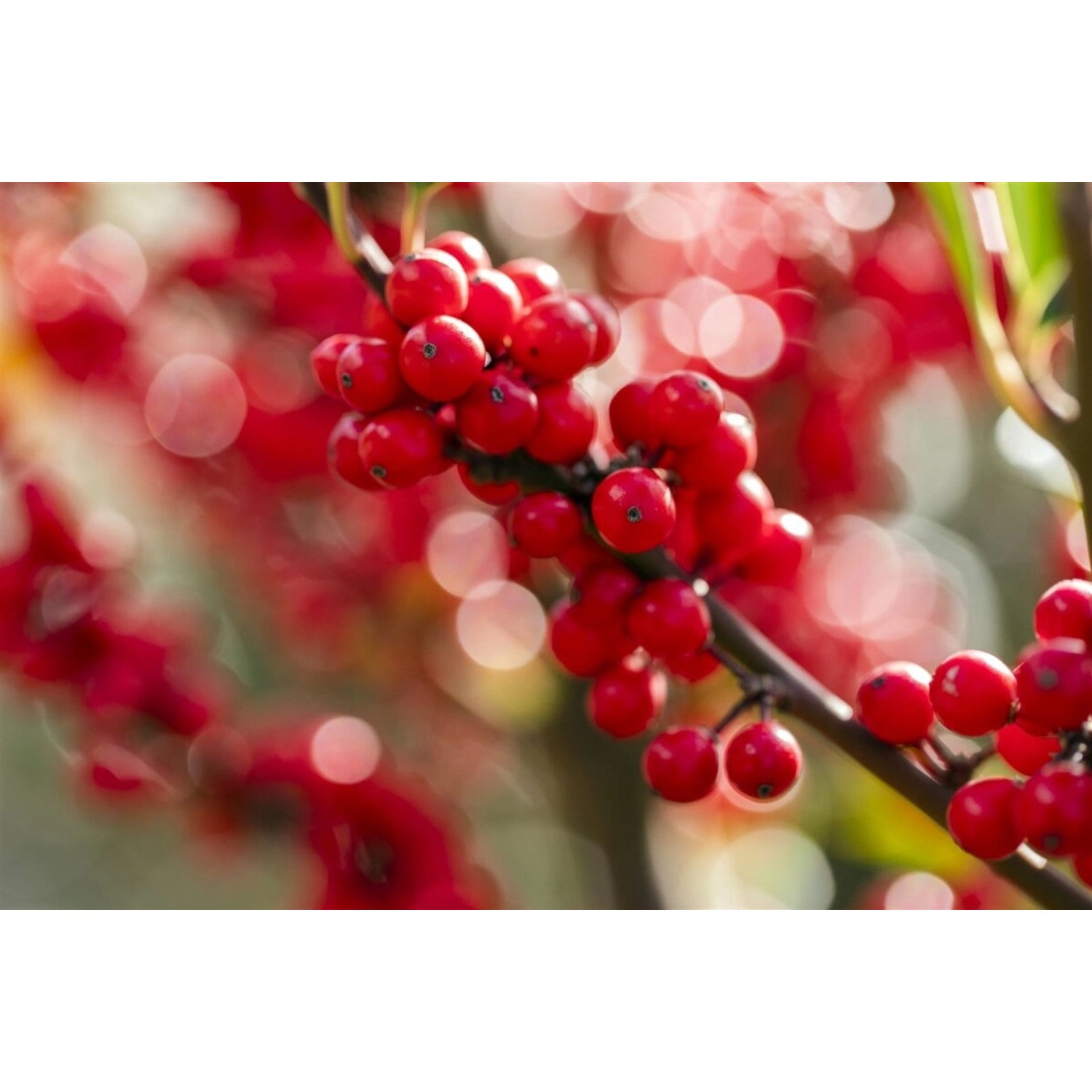 Ilex Verticillata Winterbeere 40–60 cm Leuchtend Rote Beeren günstig online kaufen