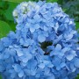 Nahaufnahme der leuchtend blauen Blüten der Bauernhortensie Hydrangea Nikko Blue.