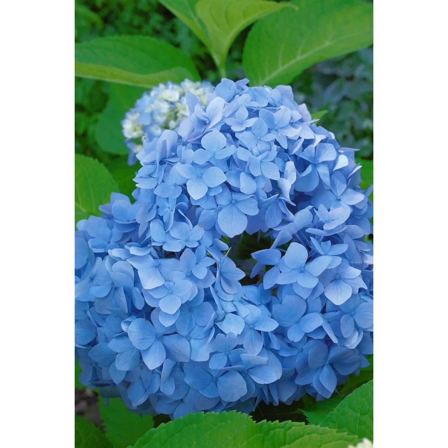 Nahaufnahme der leuchtend blauen Blüten der Bauernhortensie Hydrangea Nikko Blue.