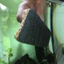 Cleanator Reinigungsschwamm für Aquarien im Einsatz gegen Algen.