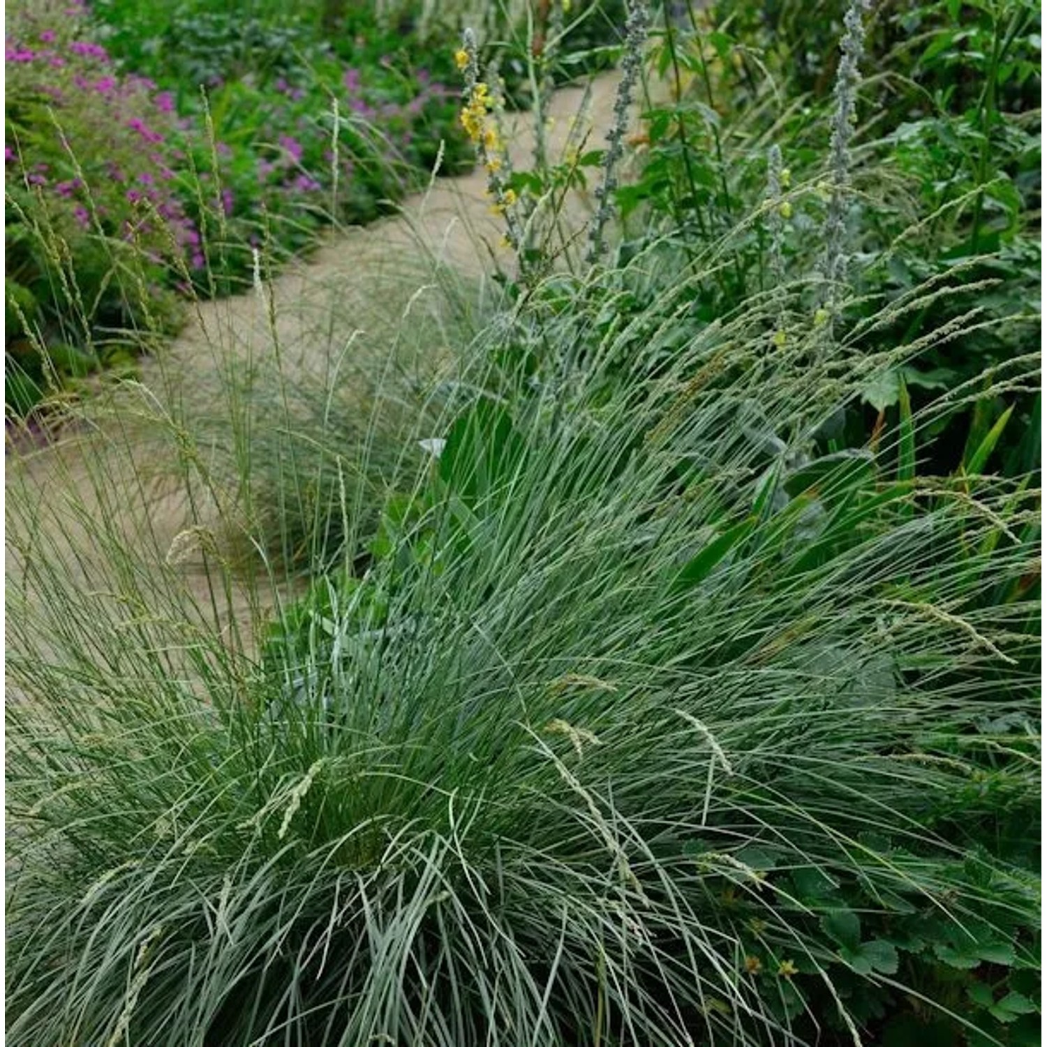 Atlasschwingel - Festuca mairei