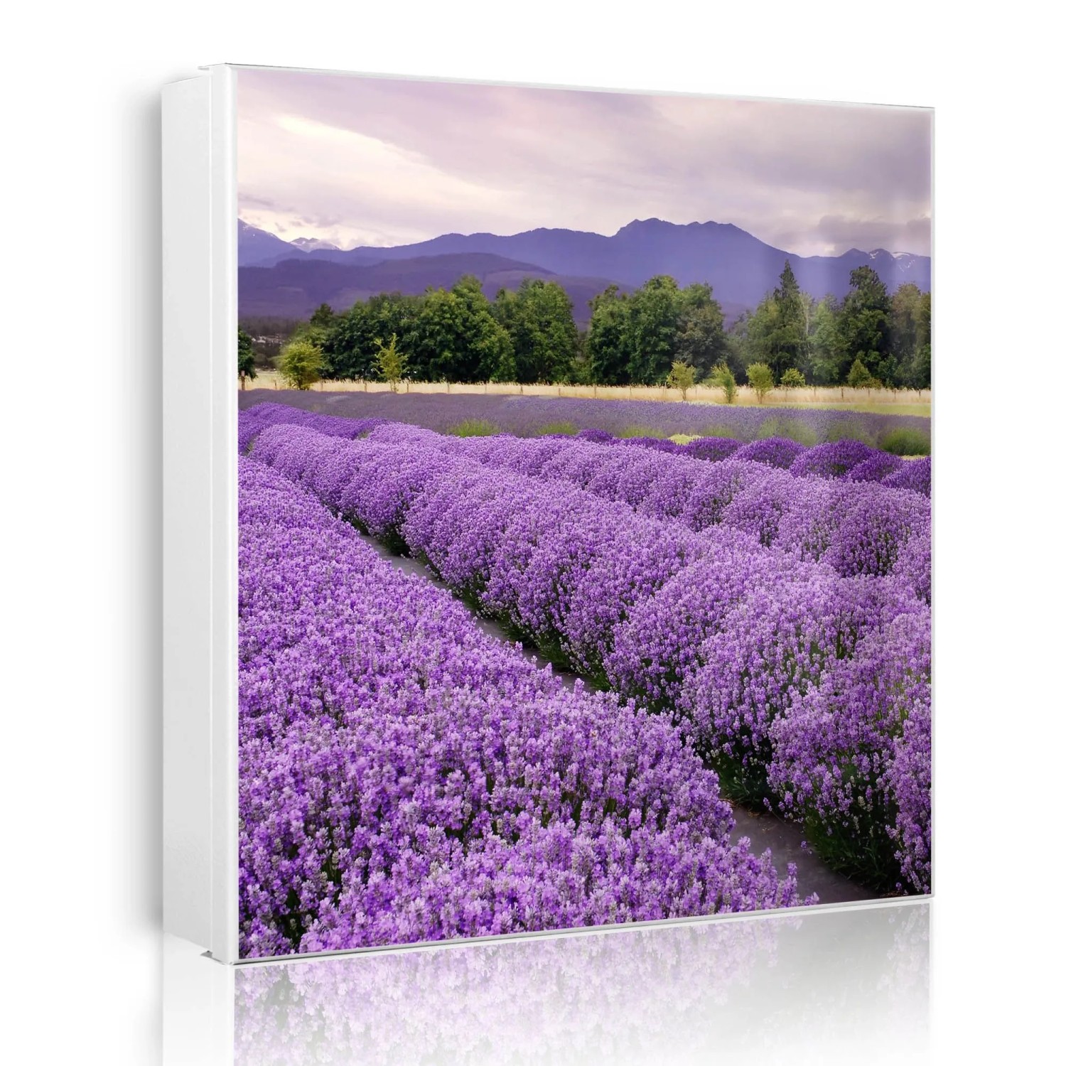 Banjado Großer Schlüsselkasten Metall 30x30cm Weiß Scharnier Links 50 Haken Beschreibbar Magnetisch Motiv Lavendel 1