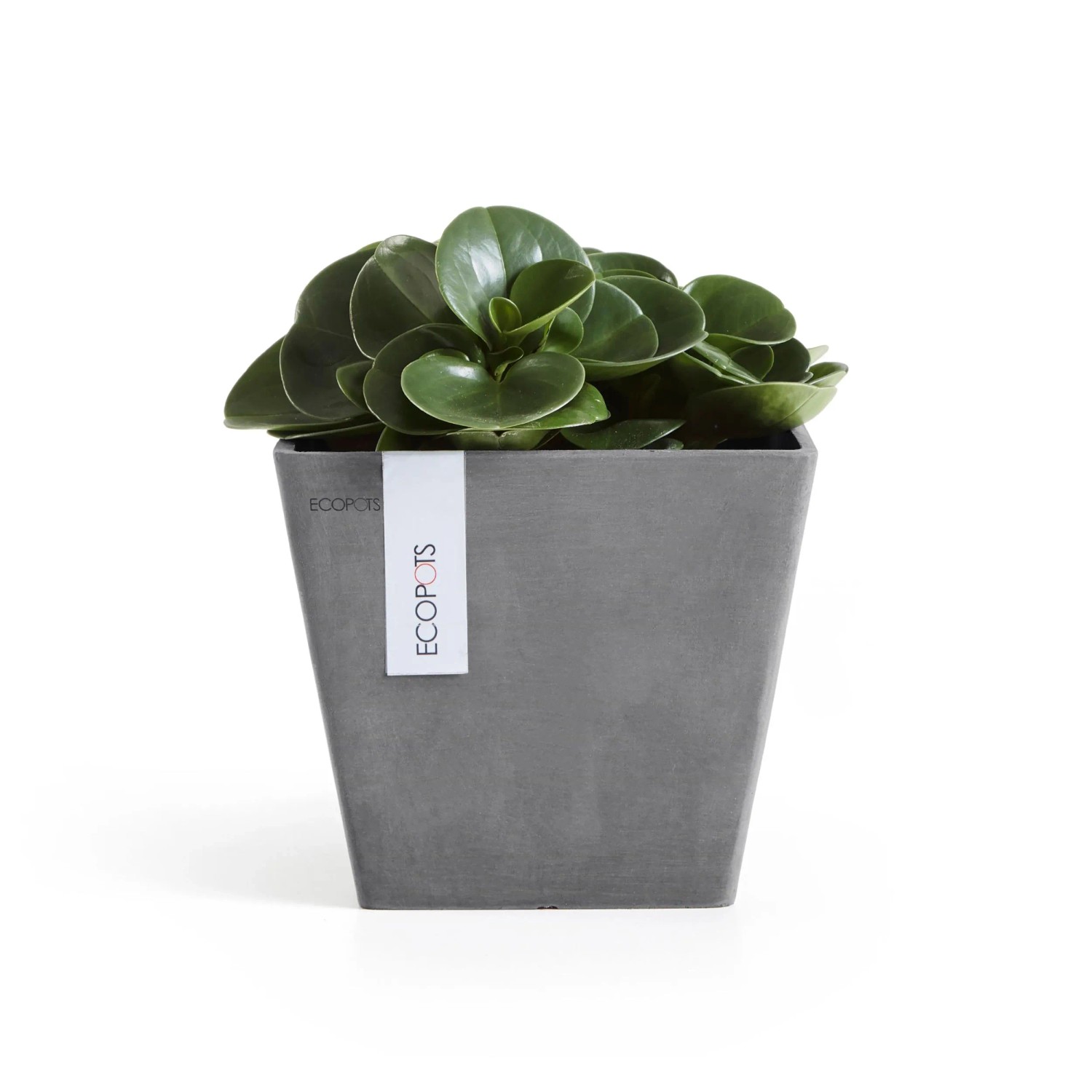 Quadratischer, grauer Ecopots Pflanztopf Rotterdam 20 cm mit grüner Pflanze.