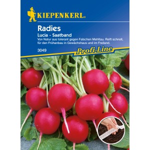 Radieschen Lucia Samen: Saatband mit roten, runden Radieschen und grünen Blättern.