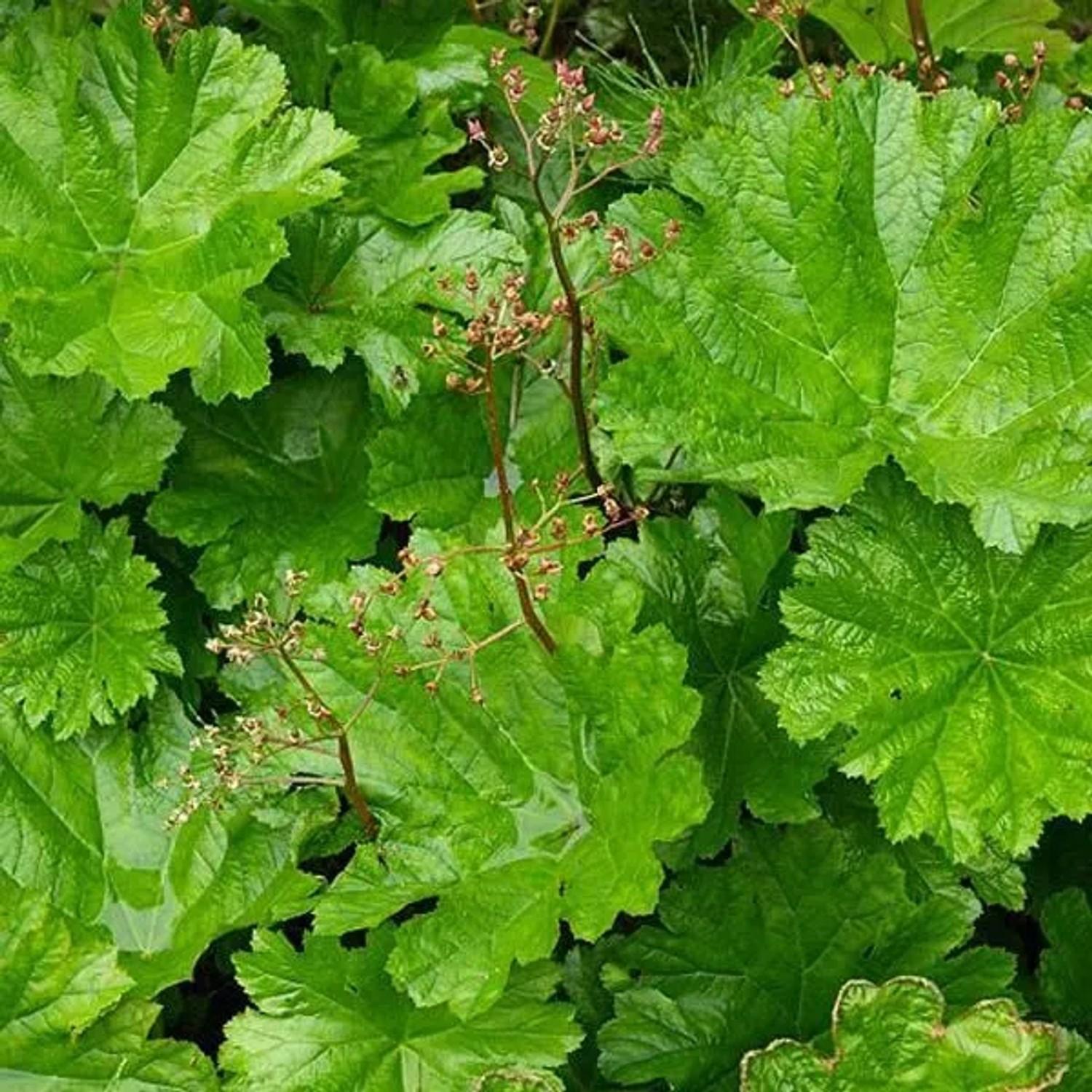 6 x Schildblatt Darmera peltata Topf 9cm Großblättrig