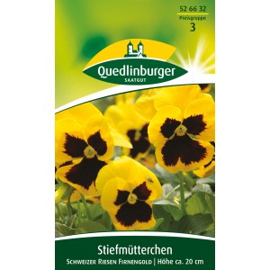 Quedlinburger Stiefmütterchen 'Schweizer Riesen Firnengold' mit gelben Blüten und dunkler Mitte.