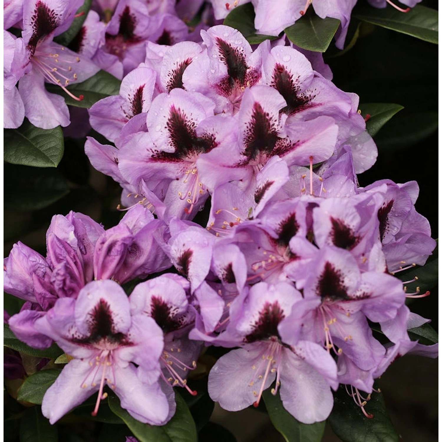 INKARHO - Großblumige Rhododendron Metallica 25-30cm - Alpenrose günstig online kaufen