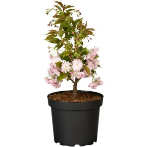 Japanische Nelkenkirsche 'Kanzan' im Topf mit rosa Blüten und grünen Blättern.