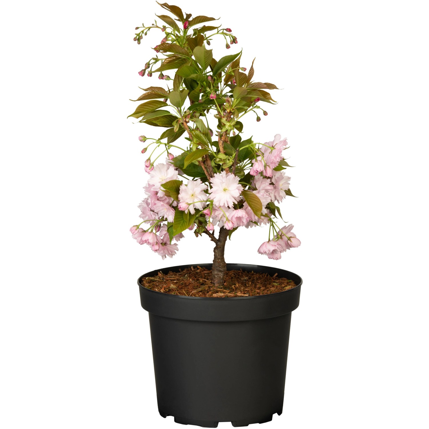 Japanische NelkenkirscheKanzan Höhe ca. 70-90 cm Topf ca. 7 l Prunus serrul günstig online kaufen