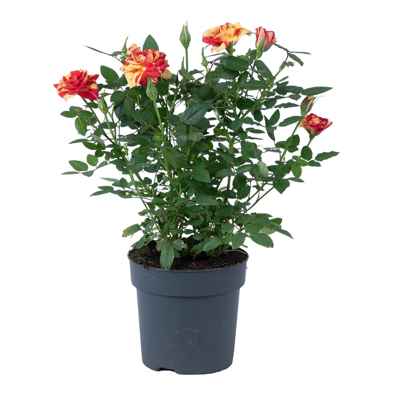 Zimmer-Rose Sortiert Höhe ca. 25 - 30 cm Topf-Ø ca. 10,5 cm Rosa Hybride_4