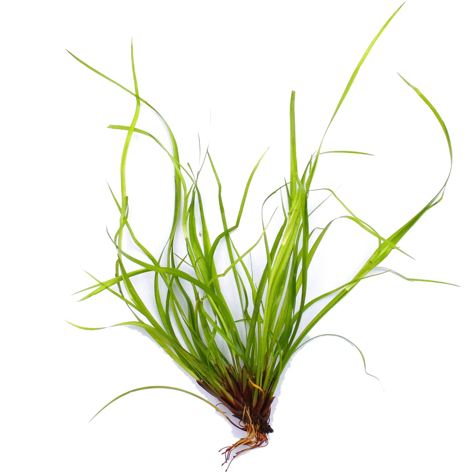 Dennerle Plants Aquariumpflanze Juncus Repens In-Vitro