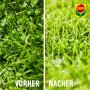 Vorher-Nachher-Vergleich: Rasen mit Unkraut vor und nach der Behandlung mit Compo Banvel Quattro.