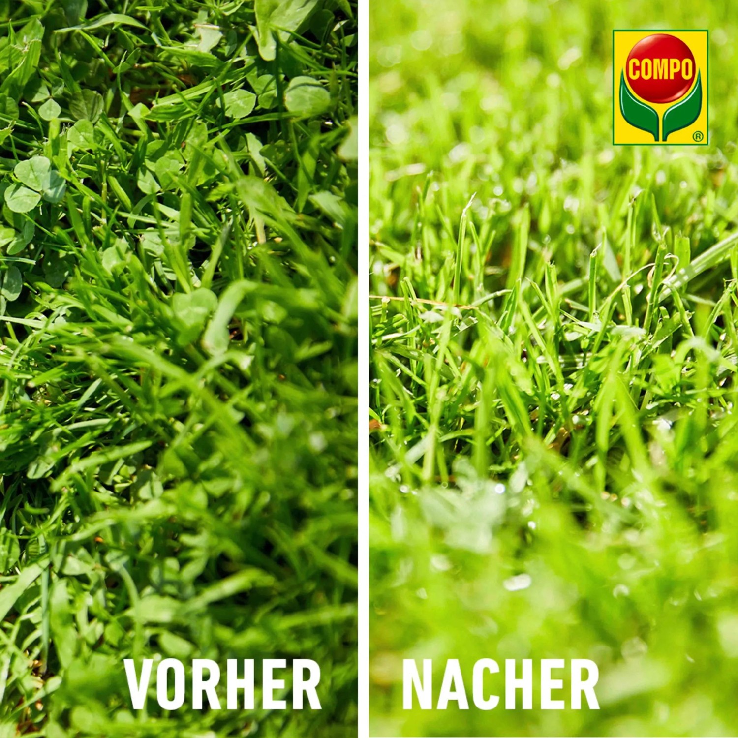 Vorher-Nachher-Vergleich: Rasen mit Unkraut vor und nach der Behandlung mit Compo Banvel Quattro.