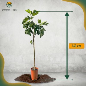 Feigenbaum 'Sunny-Tree', ca. 160cm hoch im Topf. Obstbaum mit grünen Blättern.