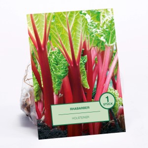 Rhabarber 'Holsteiner' Pflanze, 1 Stück, mit roten Stielen und grünen Blättern.