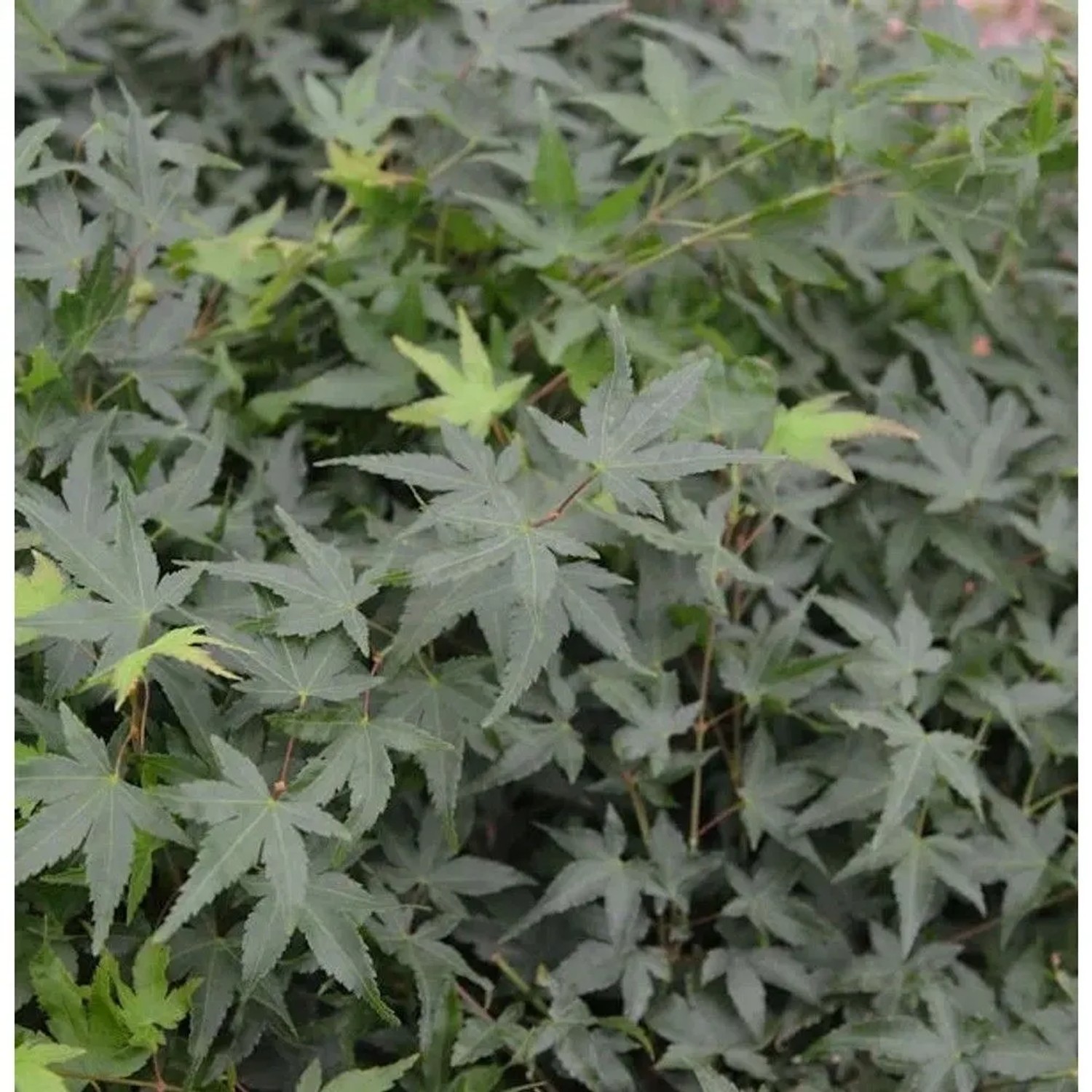 Fächerahorn Little Princess 40-60cm - Acer palmatum