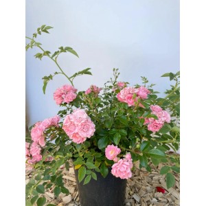 Baumfink Bodendeckerrose The Fairy im Topf mit zartrosa Blüten.