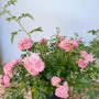 Baumfink Bodendeckerrose The Fairy im Topf mit zartrosa Blüten.