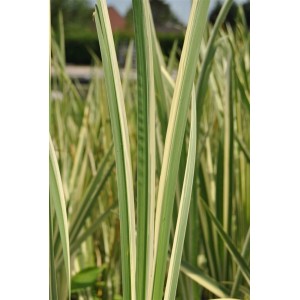 Acorus Calamus 'Variegatus' (Kalmus) mit grün-weiß gestreiften Blättern im Detail.