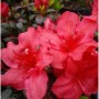 Nahaufnahme der leuchtend roten Blüten einer Japanischen Azalee (Rhododendron obtusum).