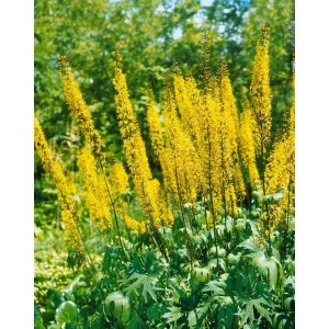 Goldgelber Goldkolben (Ligularia Przewalskii) im Topf, blühende Staude für halbschattige Standorte.