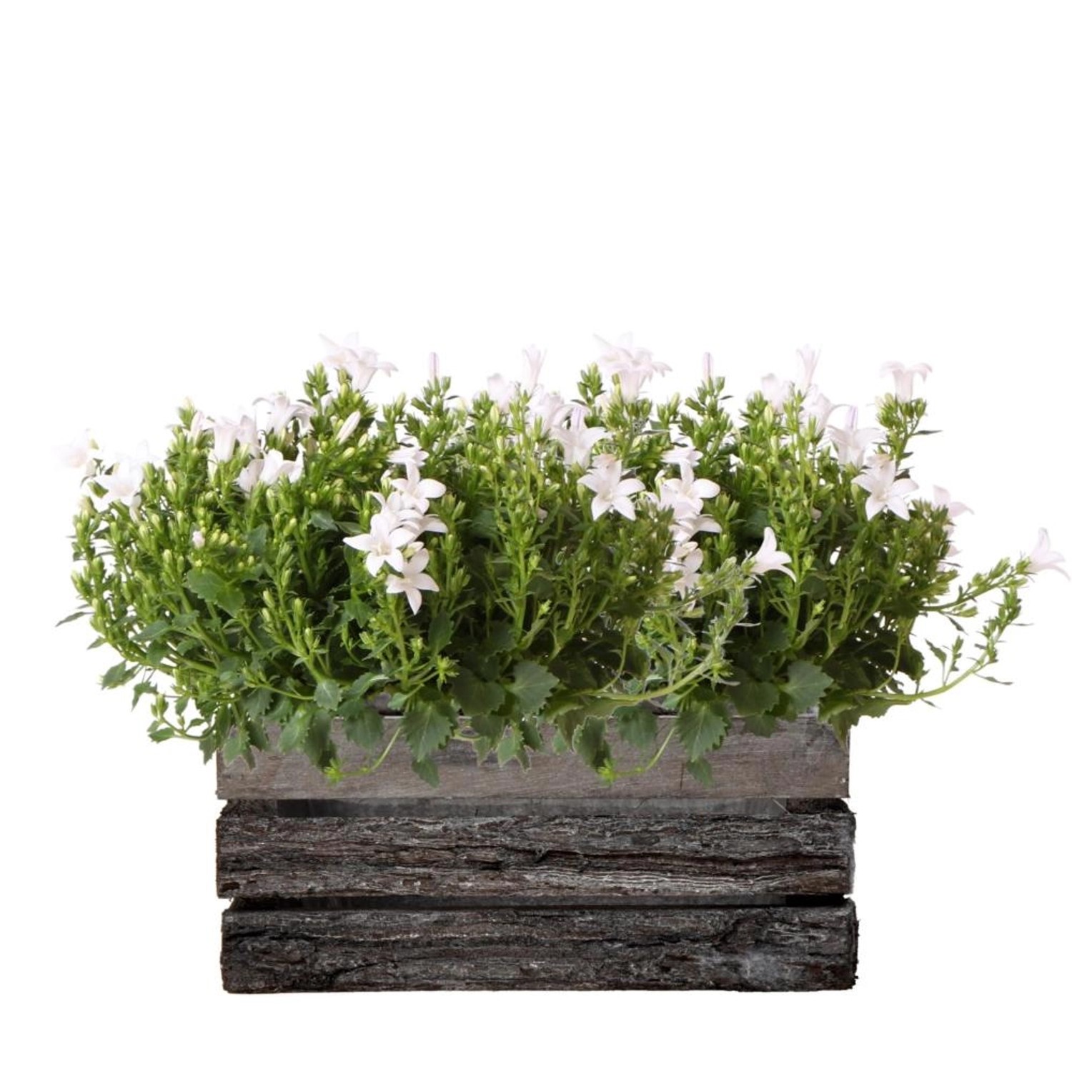 Exotenherz Campanula Addenda Ambella Glockenblume Weiß Holzschale mit 2 Gar günstig online kaufen