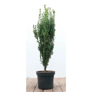 Ilex crenata 'Fastigiata' im Topf, 60-80 cm hoch. Immergrüne Heckenpflanze mit schlanker, aufrechter Form.