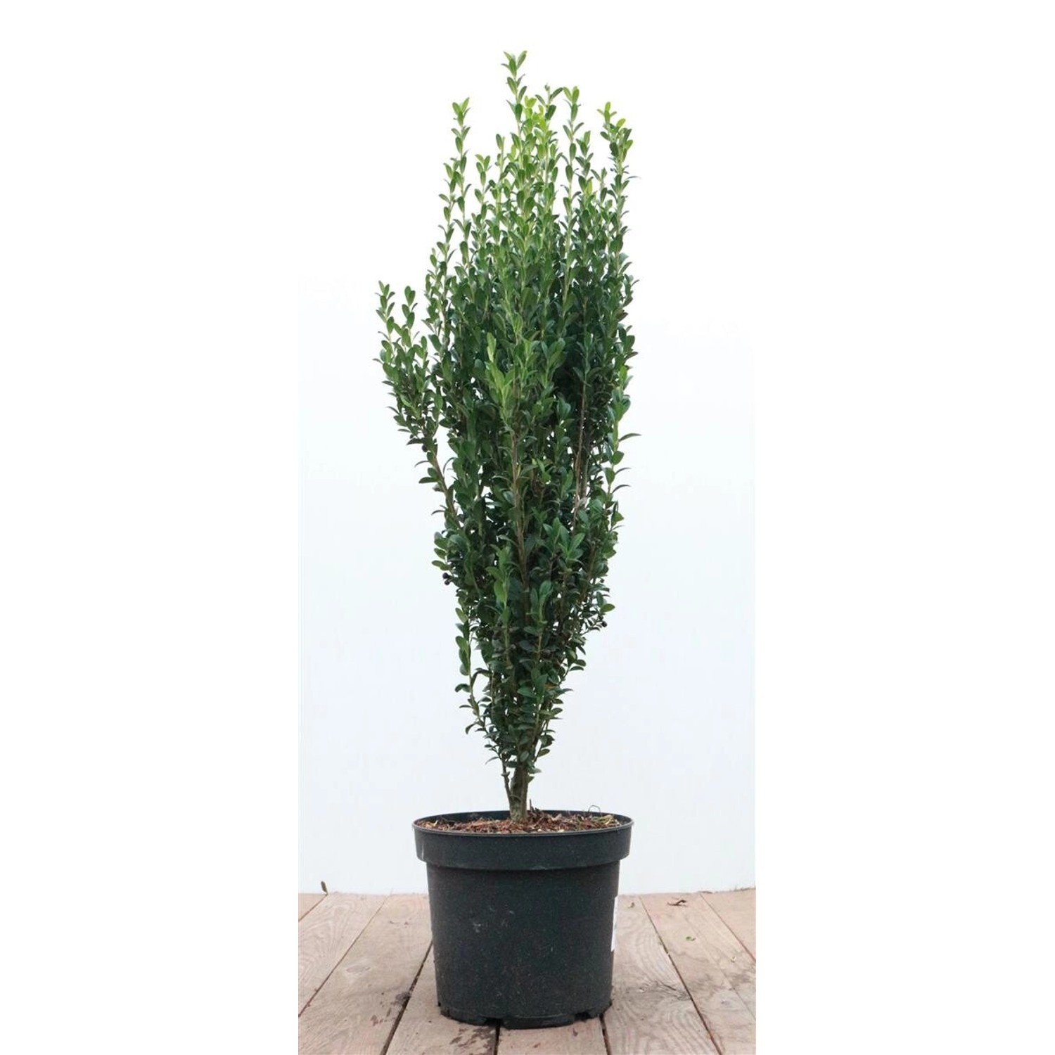Ilex crenata 'Fastigiata' 60-80 cm günstig online kaufen