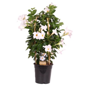 Dipladenie (Mandevilla) mit weißen Blüten im Topf, Rankhilfe. Kübelpflanze für Balkon und Terrasse.